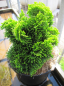 Preview: Chamaecyparis obtusa Aurora