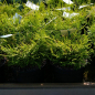 Preview: Chamaecyparis obtusa Gitte