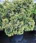 Preview: Chamaecyparis obtusa Nana Lutea