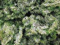 Preview: Chamaecyparis obt. Nana Lutea - Muschelzypresse