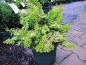 Preview: Chamaecyparis obtusa Rashahiba