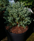 Preview: Chamaecyparis thyoides Blue Rock