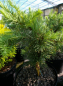 Preview: Larix decidua Little Bogle