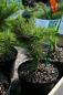 Preview: Zwerg-Lärche - Larix decidua Little Bogle
