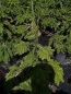 Preview: Picea abies Formanek