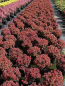 Preview: Berberis thunbergii "Admiration" (R) (20-25 cm) Rote Zwergberberitze