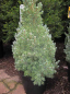 Preview: Picea glauca Sanders Blue