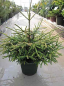 Preview: Picea orientalis  Golden Start  - Orientalische Zwergfichte -  40-50