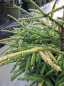 Preview: Picea orientalis  Golden Start  - Orientalische Zwergfichte -  40-50