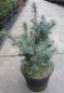 Preview: Picea pungens Mecki - Stechfichte -  30-40