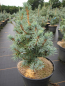 Preview: Picea pungens Mecki - Stechfichte -  30-40