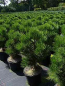 Preview: Pinus leucodermis  Malinki - Bosnische Zwergkiefer Malinki
