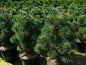 Preview: Pinus mugo Columnaris - Zwerg-Kegel-Kiefer -  30-40