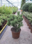 Preview: Pinus mugo Noack - Zwergkiefer Noack - 30-40