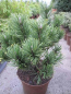Preview: Pinus mugo Noack - Zwergkiefer Noack - 30-40