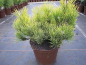 Preview: Pinus mugo Schweizer Tourist - Kiefer Schweizer Tourist -  40-50