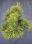 Preview: Pinus mugo Schweizer Tourist - Kiefer Schweizer Tourist -  40-50