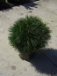 Preview: Pinus mugo Varella - Zwergkiefer Varella -  30-40