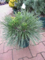 Preview: Pinus nigra Pierrick Bregeon (R)  - Kugelkiefer - 20-25