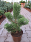 Preview: Pinus nigra Select - Schwarzkiefer -  25-30