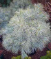 Preview: Pinus strobus  Blue Shag  - Zwerg-Weymouths-Kiefer -  50-60