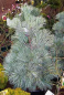 Preview: Pinus strobus Secrest  - Zwerg-Weymouths Kiefer -  70-80