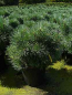 Preview: Pinus sylvestris Chantry Blue - Zwergkiefer -  30-40