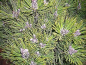 Preview: Pinus unicata  Heideperle  - Zwerg-Kugelkiefer -  25-30
