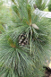 Preview: Pinus schwerinii Wiethorst - Kompakte Schwerin-Kiefer -  30-40 cm