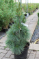 Preview: Pinus schwerinii Wiethorst - Kompakte Schwerin-Kiefer -  30-40 cm