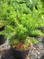 Preview: Podocarpus nivalis - Steineibe -  20-25
