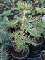 Preview: Sciadopitys verticillata  Green Star  - Japanische Schirmtanne -  30-40cm