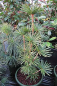 Preview: Sciadopitys verticillata  Green Star  - Japanische Schirmtanne -  30-40cm
