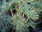 Preview: Sciadopitys verticillata  Green Star  - Japanische Schirmtanne -  30-40cm