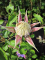 Preview: Clematis "Diamantina" TM Evipo039(N) (60-100 cm) - Waldrebe/Klem