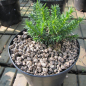 Preview: Taxus media One for the Money - Zwergeibe -  12-15