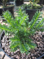 Preview: Taxus media One for the Money - Zwergeibe -  12-15