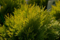 Preview: Thuja occidentalis Amber Glow - Goldkugel Lebensbaum -  20-25cm