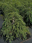 Preview: Tsuga canadensis Greenwood Lake - Zwerg-Hemlocktanne -  30-40