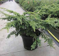 Preview: Tsuga canadensis Verkade´s Recurved - Zwerg-Hemlocktanne -  50-60