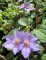 Preview: Clematis Angelique TM Evipo 017(N) Waldrebe 60-100 cm
