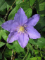 Preview: Clematis Angelique TM Evipo 017(N) Waldrebe 60-100 cm