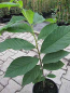 Preview: Asimina triloba Sunflower - Indianerbanane - selbstfruchtend - 40-60cm