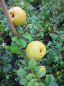 Preview: Chaenomeles japonica Sargentii - Scheinquitte - Zierquitte -  40-60