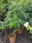 Preview: Ficus carica Nero - Schwarze Feige -  60-80