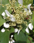 Preview: Schizophragma hydrangeoides Moonlight - Spalthortensie -  40-60