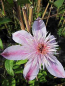 Preview: Clematis Empress TM Evipo011(N) (60-100 cm) Waldrebe/Klematis
