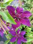Preview: Clematis Fleuri TM Evipo042(N) 60-100 cm - Waldrebe/Klematis Fleuri