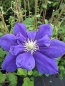 Preview: Clematis Franziska Maria TM Evipo008(N) (60-100 cm) - Waldrebe -