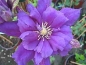 Preview: Clematis Franziska Maria TM Evipo008(N) (60-100 cm) - Waldrebe -